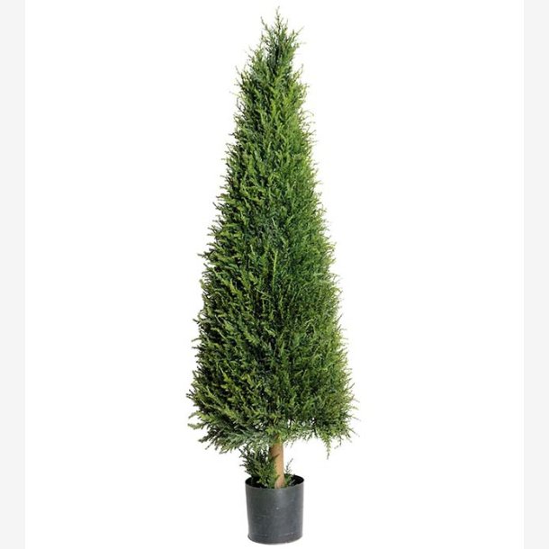 Mr. Plant -  En 165 cm