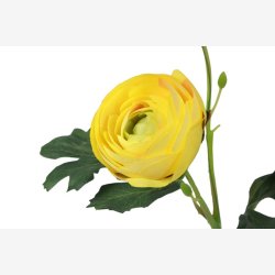 Ranunkel Gul H:34cm.