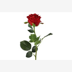 Rose R�d H:70cm.