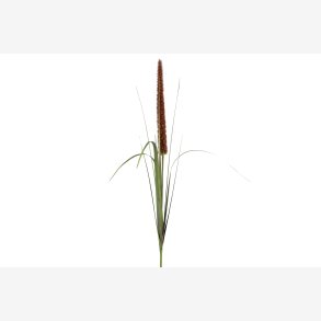 Alopecurus brun 117 cm.