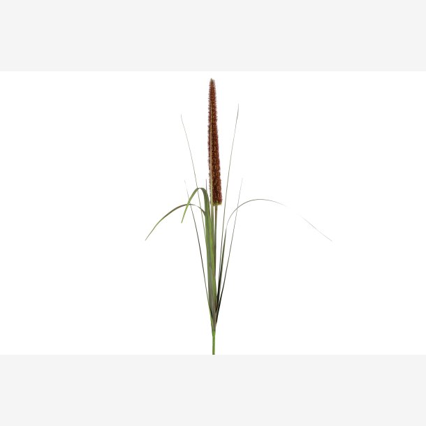 Alopecurus brun 117 cm.