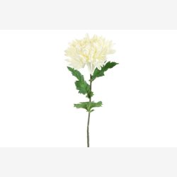 Chrysanthemum Blomst Hvid H: 75 cm.