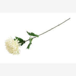 Chrysanthemum Blomst Hvid H: 75 cm.