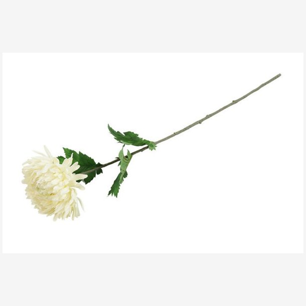 Chrysanthemum Blomst Hvid H: 75 cm.