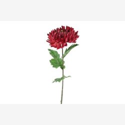 Chrysanthemum m/blade 75 cm. Rd