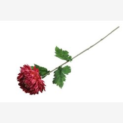 Chrysanthemum m/blade 75 cm. Rd