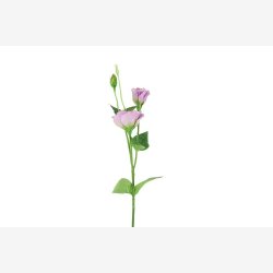 Lisianthus Lilla H:67cm.