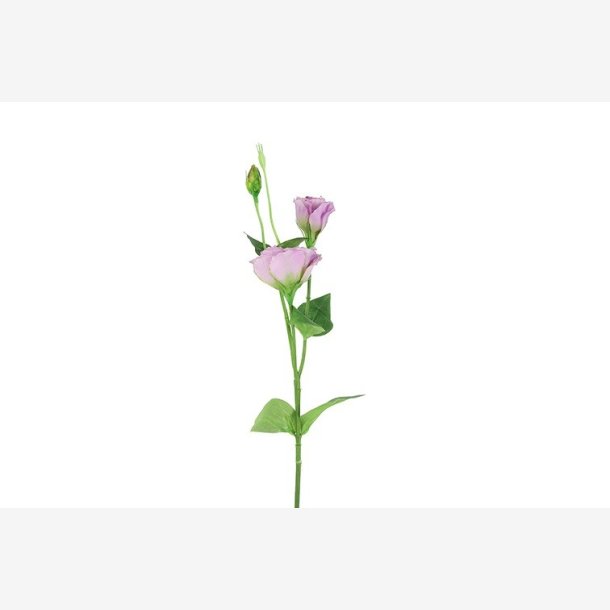 Lisianthus Lilla H:67cm.