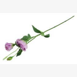 Lisianthus Lilla H:67cm.