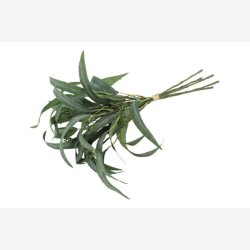 Eukalyptus Grn bundt  5 stk. H: 44 cm.