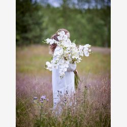 Phalaenopsis Orkide Stilk Hvid L: 94 cm. 