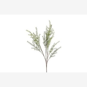 Asparagus Grn H: 105 cm.