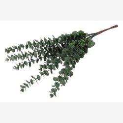 Eucalyptus Grn H: 61 cm.