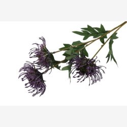 Protea Lilla H: 71 cm.