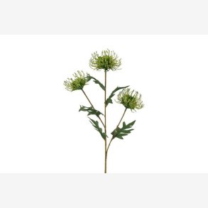 Protea Gr�n H: 71 cm.