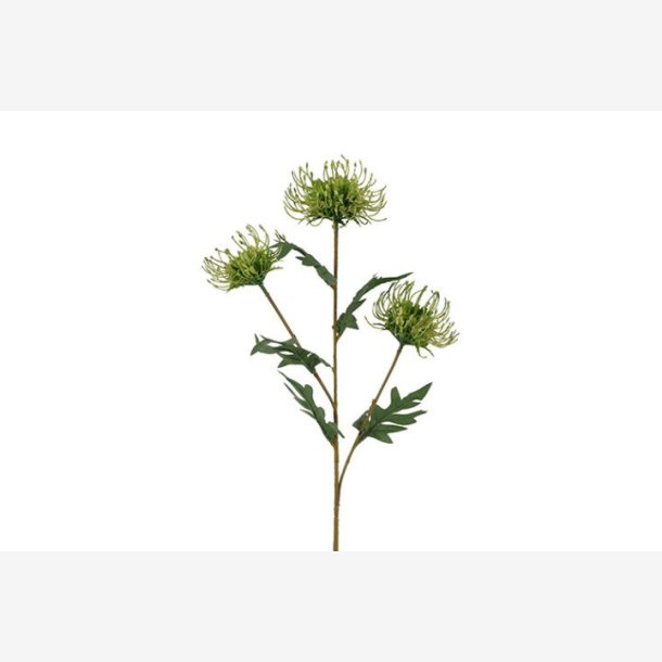 Protea Gr�n H: 71 cm.