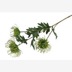 Protea Gr�n H: 71 cm.