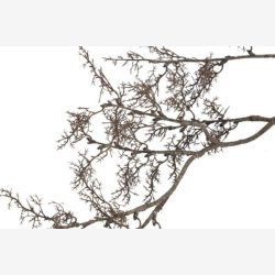 Gren u/blade Brun H: 75 cm.