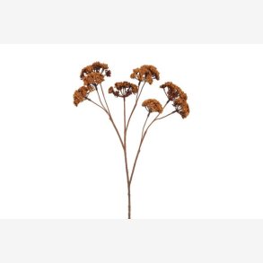 Eupatorium Brun H: 57 cm.