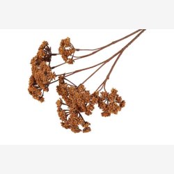 Eupatorium Brun H: 57 cm.