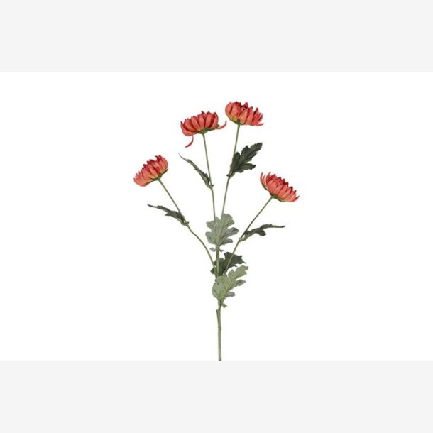 Chrysanthemum lys Bordeaux H: 83 cm.