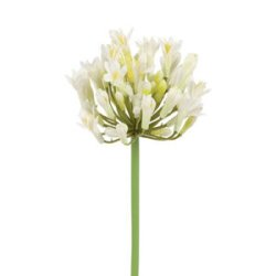 Agapanthus Blomst Hvid H: 70 cm.