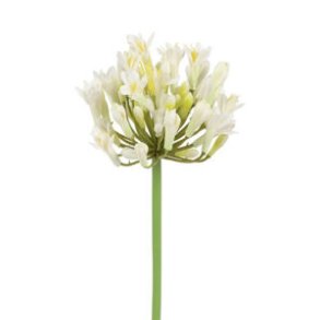 Agapanthus Blomst Hvid H: 70 cm.