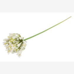 Agapanthus Blomst Hvid H: 70 cm.