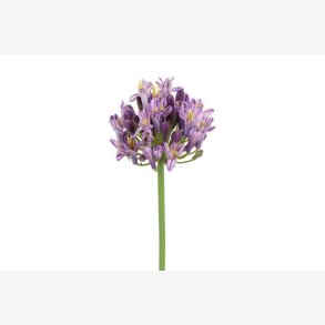 Agapanthus Blomst Lilla H: 70 cm.