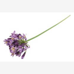 Agapanthus Blomst Lilla H: 70 cm.