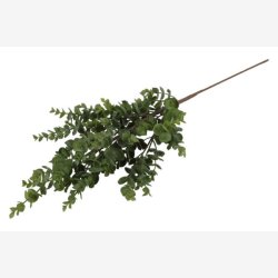 Eucalypthus Gr�n H:75cm.