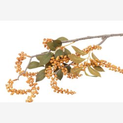 Phytolacca Amber H: 76 cm.