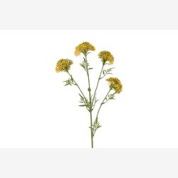 Sk�rmblomst Gul H:72cm.