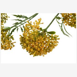 Sk�rmblomst Gul H:72cm.