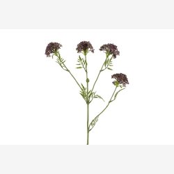 Sk�rmblomst Lilla H:72cm.