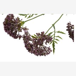 Sk�rmblomst Lilla H:72cm.