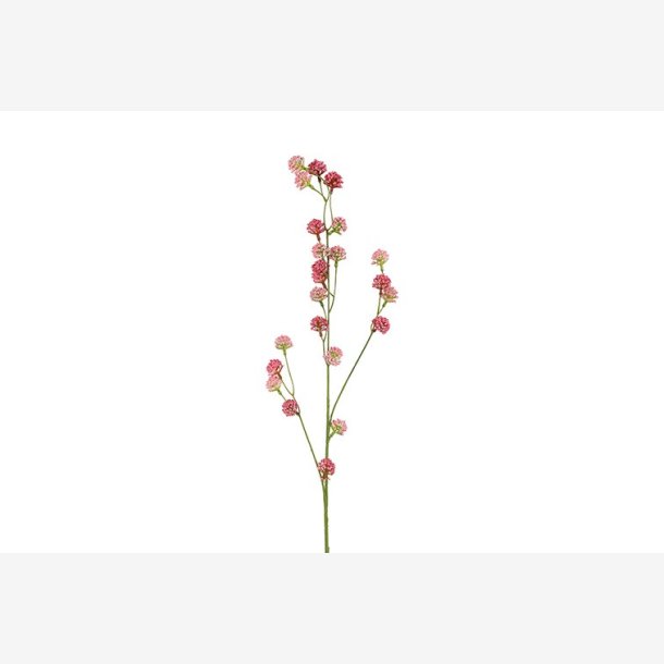 Trifolium Gren Pink H:89cm.