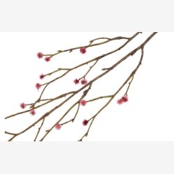 Mandstro Gren Rosa H:75cm.