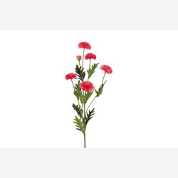Helichrysum Pink H:68cm.