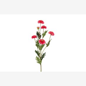 Helichrysum Pink H:68cm.
