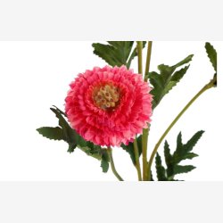 Helichrysum Pink H:68cm.