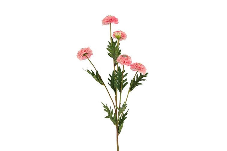 Helichrysum Rosa H:68cm. - BARBARA - My Cozy House