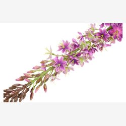 Eremurus Lilla H:107cm.