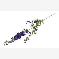 Ridderspore Bl� H:90cm.