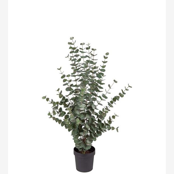 Mr. Plant -  Eucalyptus 110 cm