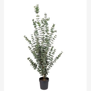 Mr. Plant -  Eucalyptus 170 cm