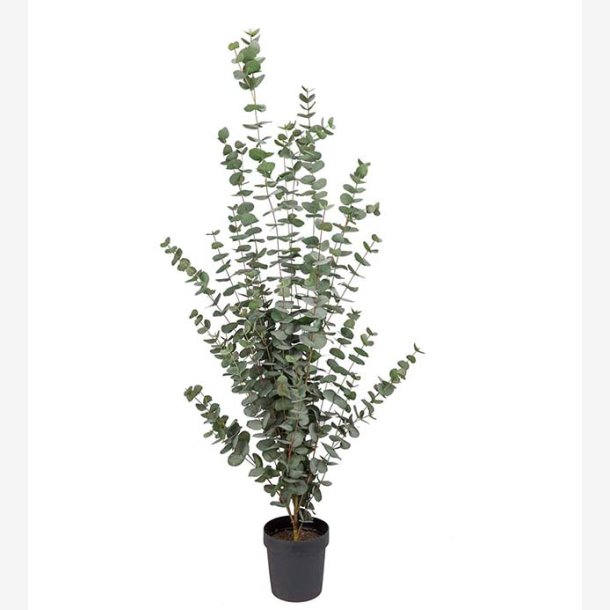 Mr. Plant -  Eucalyptus 170 cm