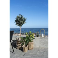 House Nordic - Kunstigt skimmia tr, 75 cm