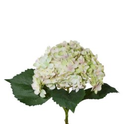 Hortensia Grn/Lysrosa H: 53 cm.