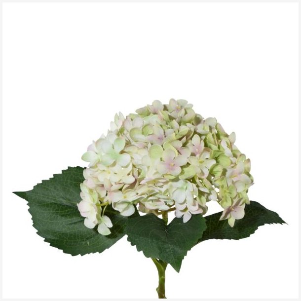 Hortensia Grn/Lysrosa H: 53 cm.